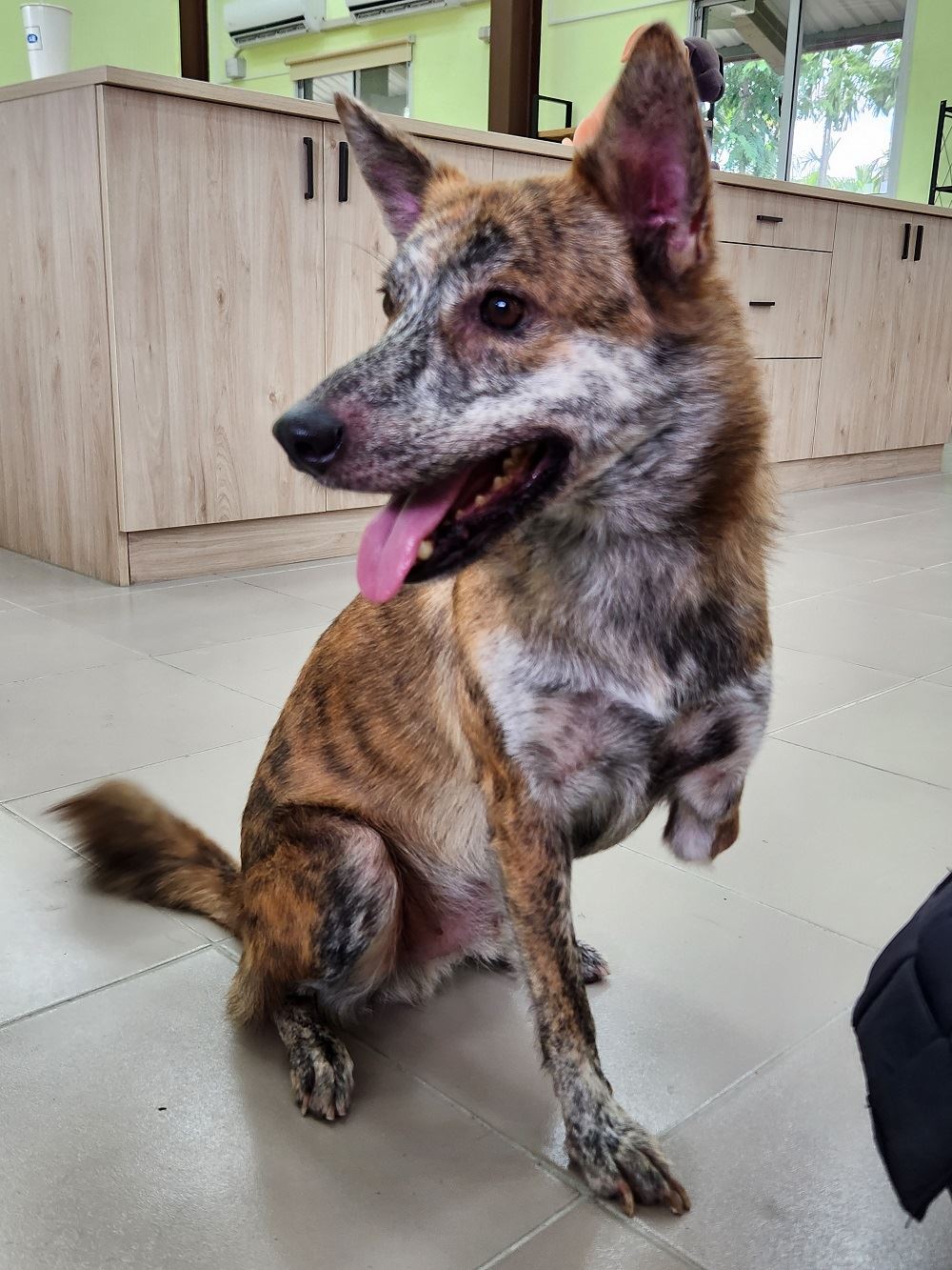 屏東縣動物之家揭牌 舊軍營變身毛小孩樂園  全國首座綜合動物生命教育園區 賴總統率先認養截肢流浪犬